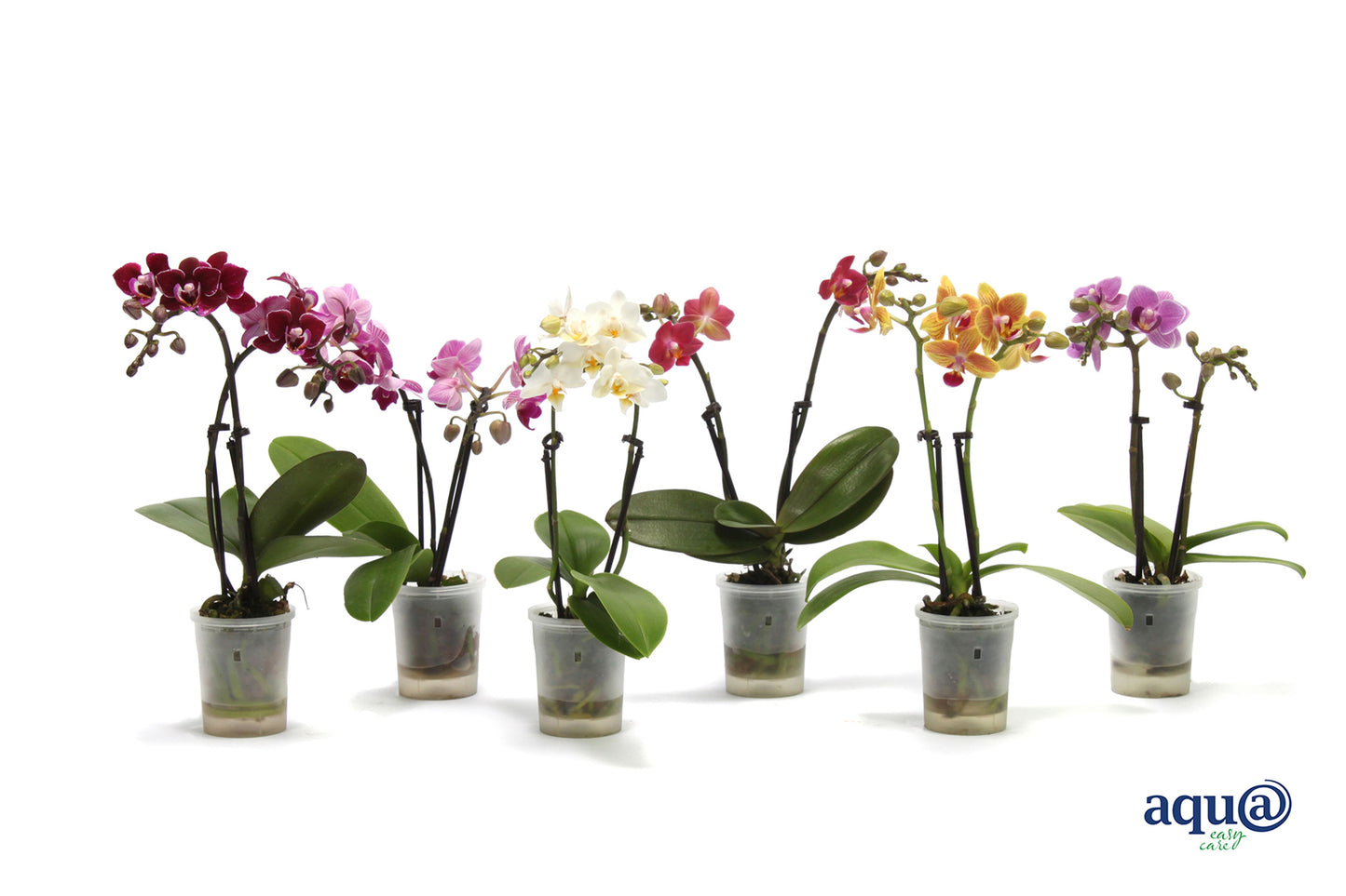 Phalaenopsis mix 17cm 6cm Pot