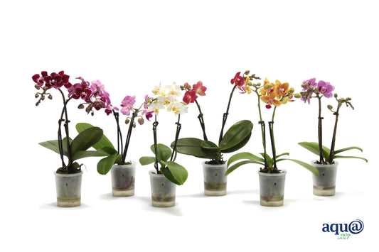 Phalaenopsis hybrid 17cm 6cm Pot