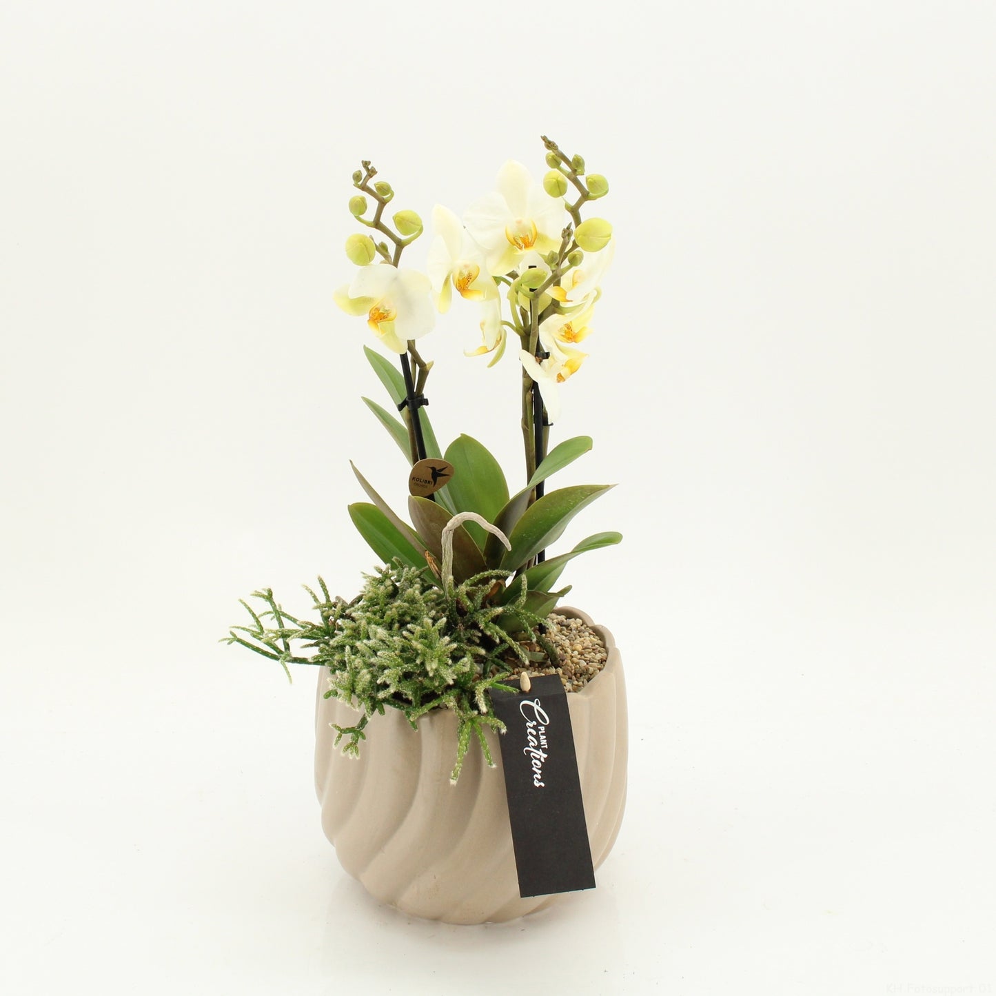PHAL-2610 Phalaenopsis creatie 55cm 17cm Pot