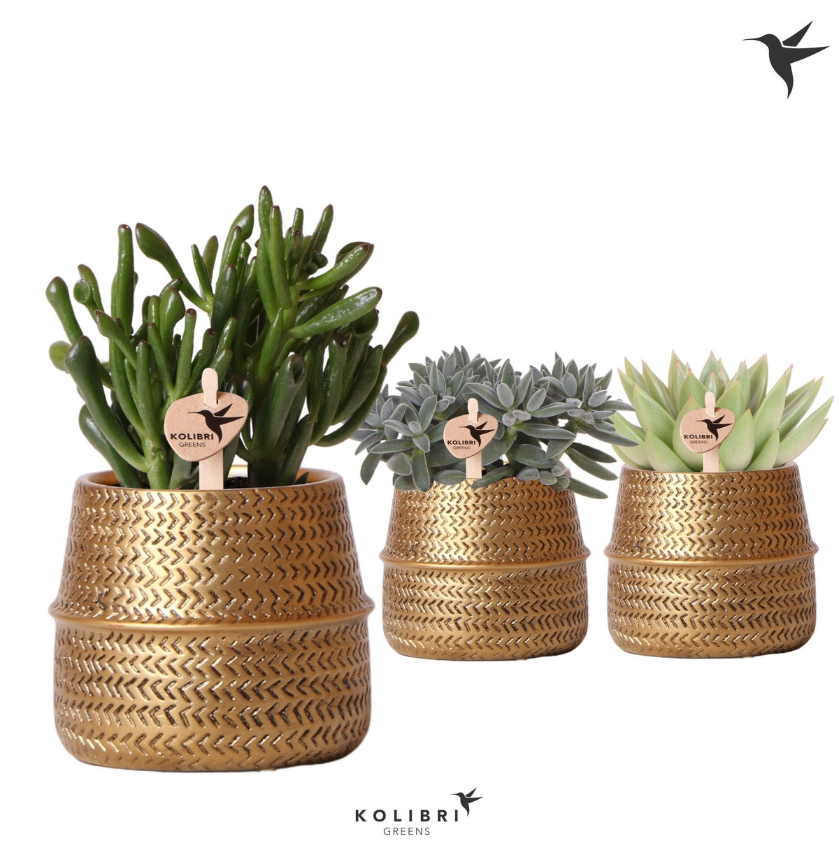 Succulent mix 20cm 9cm Pot
