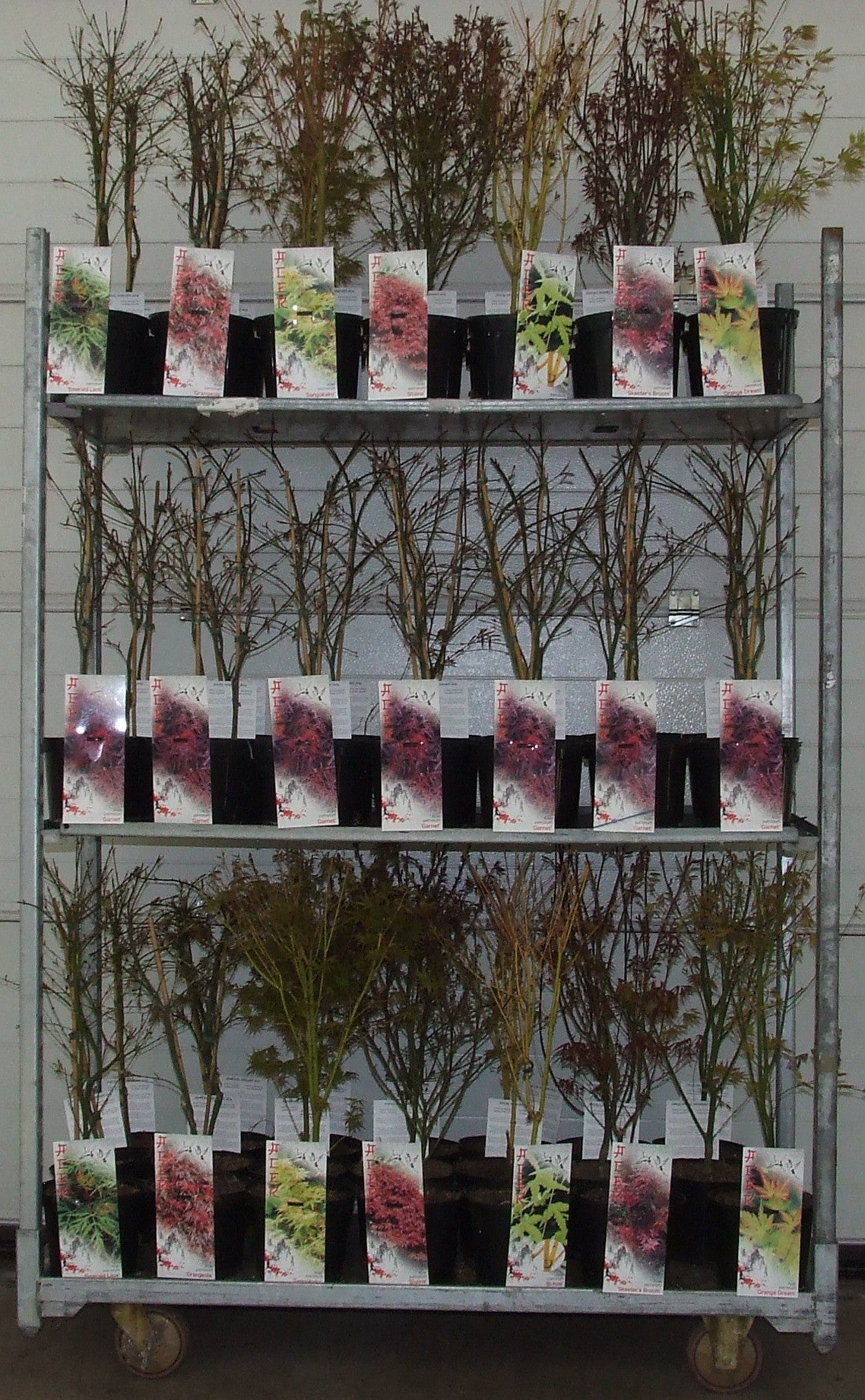 Acer palmatum mix 60cm 19cm Pot