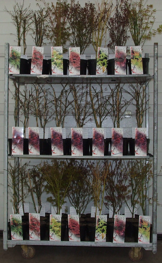 Acer palmatum mix 60cm 19cm Pot
