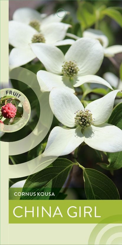 Cornus kousa China Girl 100cm 26cm Pot