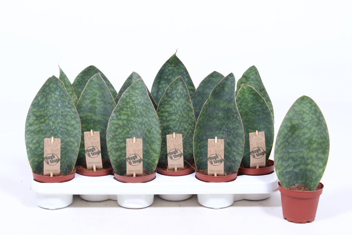 Sansevieria Victoria 25cm 10.5cm Pot