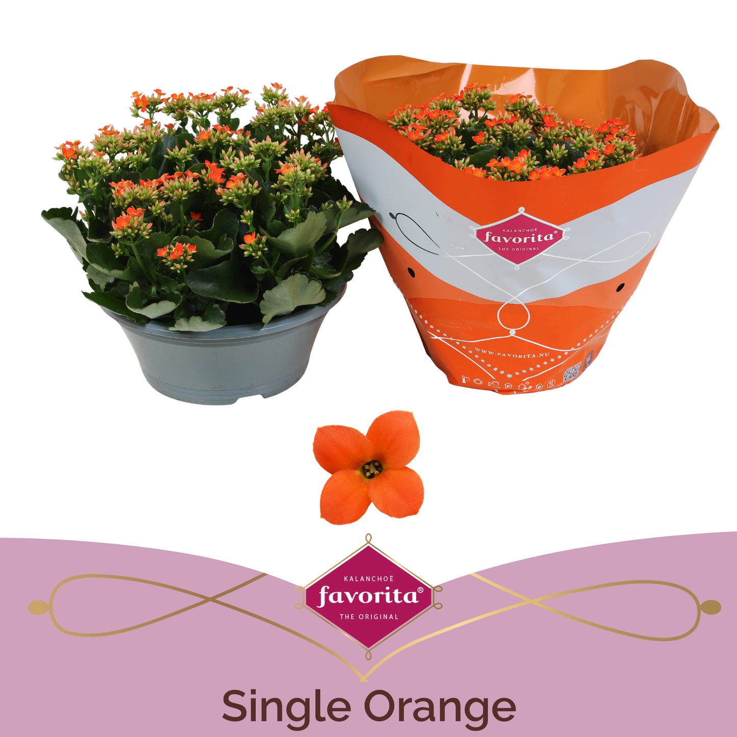 SV.CO Kalanchoe Acheron Orange Pack of 3