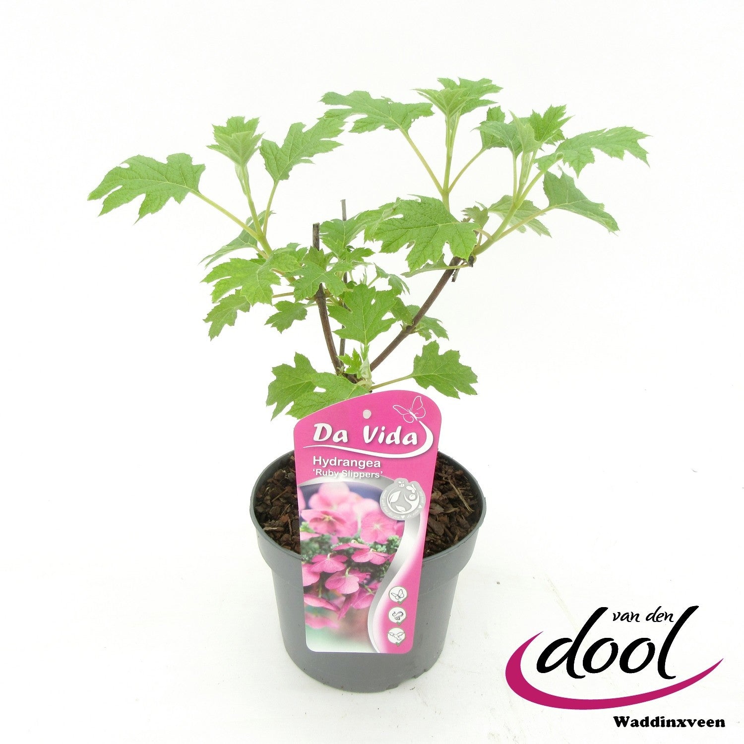 Hydrangea quercifolia 35cm 19cm Pot