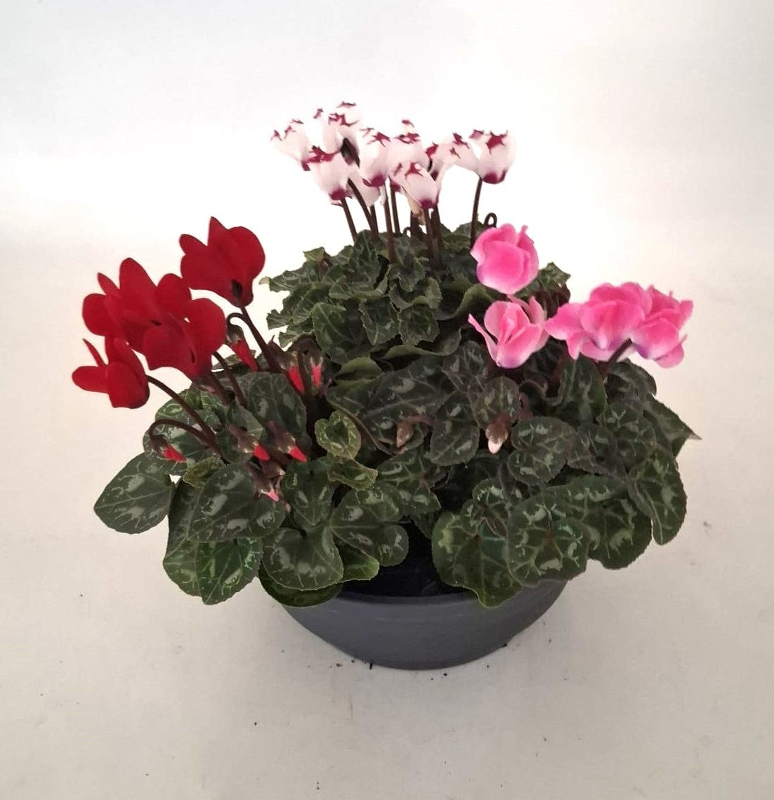 Cyclamen Verano Mix 18cm 21cm Pot