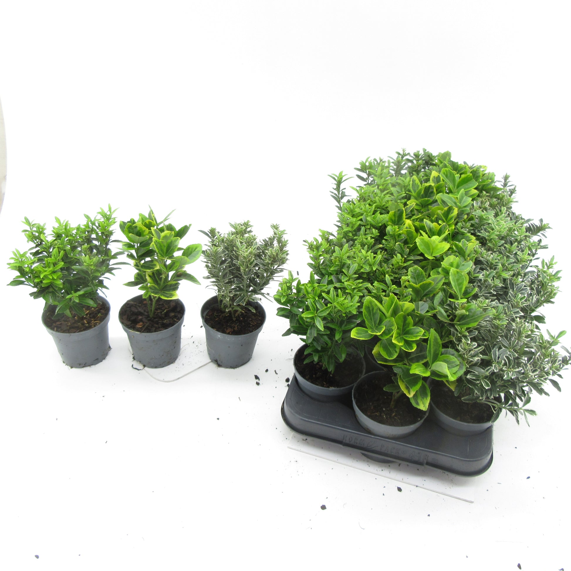 Euonymus mix 20cm 9cm Pot