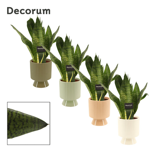 Sansevieria trifasciata 35cm 12cm Pot