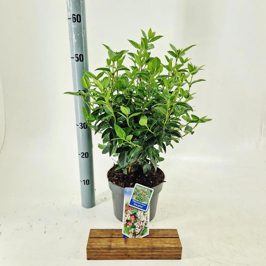 Viburnum tinus Eve Price 60cm 19cm Pot