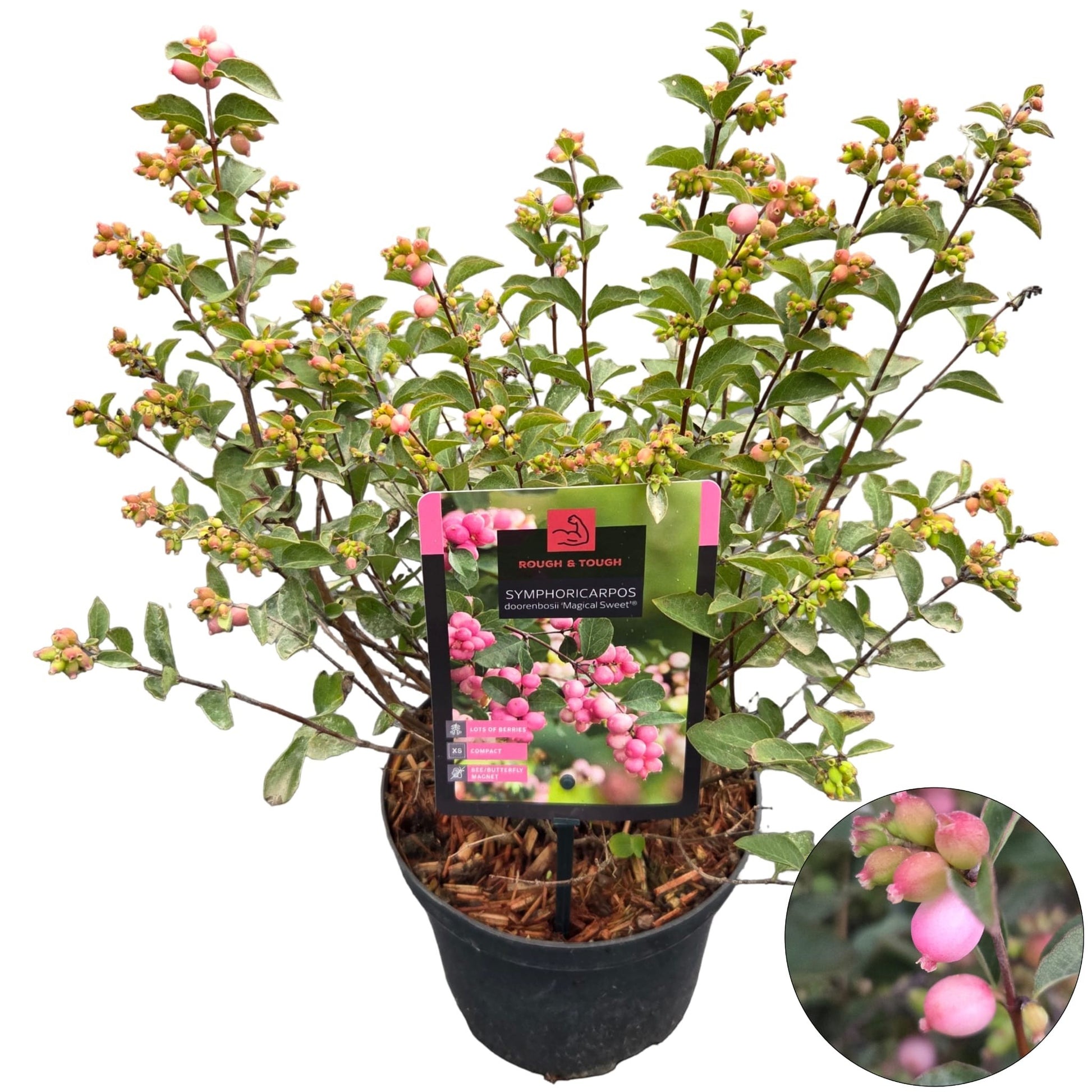 Symphoricarpos Magical Sweet 50cm 19cm Pot