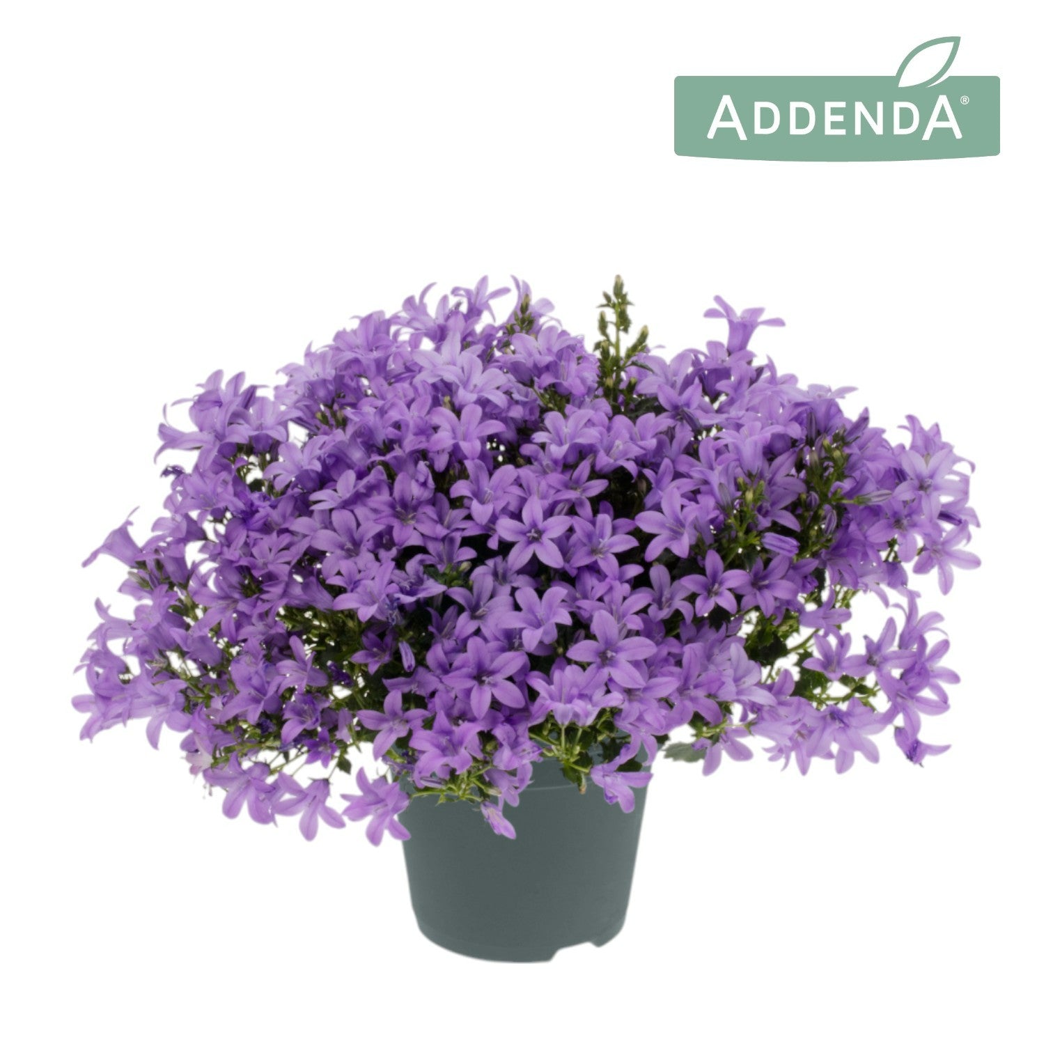 Campanula Ambella lavender 17cm 12cm Pot