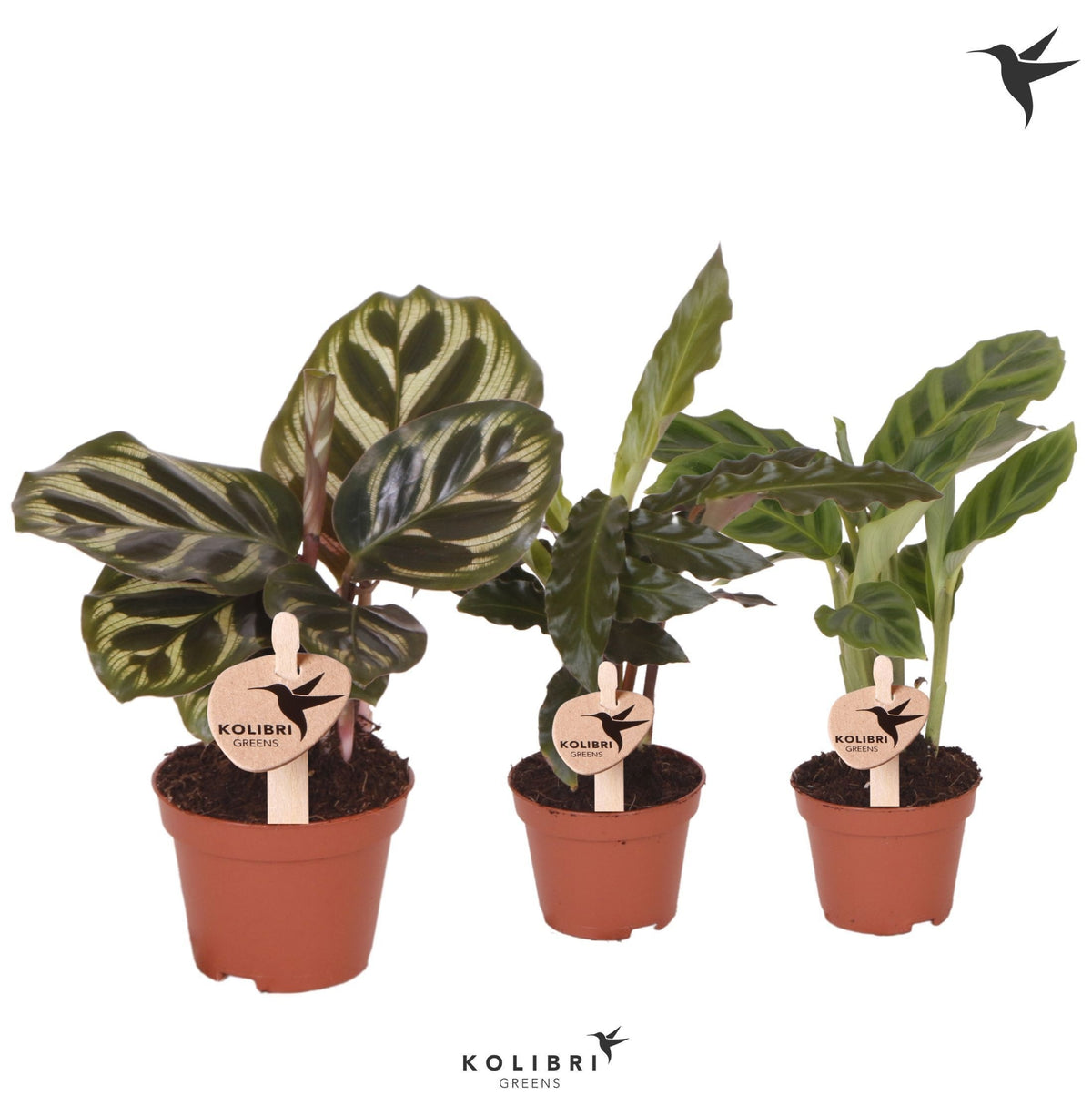 Calathea mix 15cm 6cm Pot
