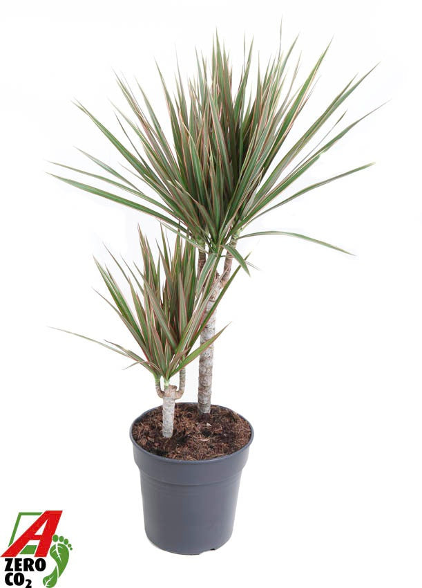 Dracaena Bicolor 80cm 19cm Pot