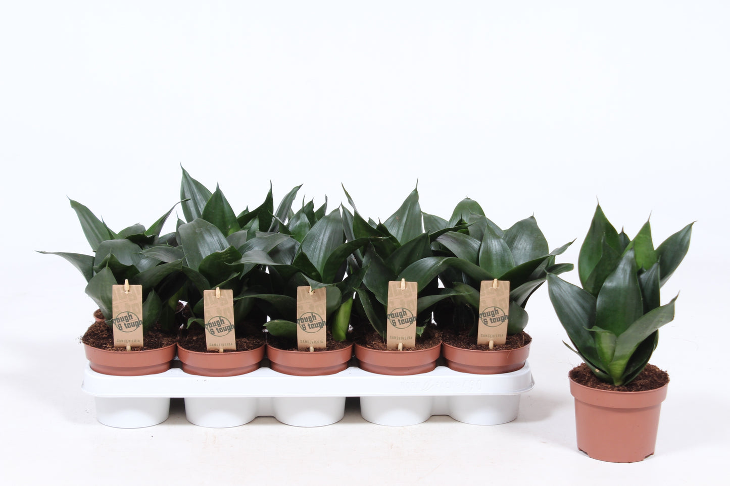 Fachjan BV Sansevieria Jade Pack of 10