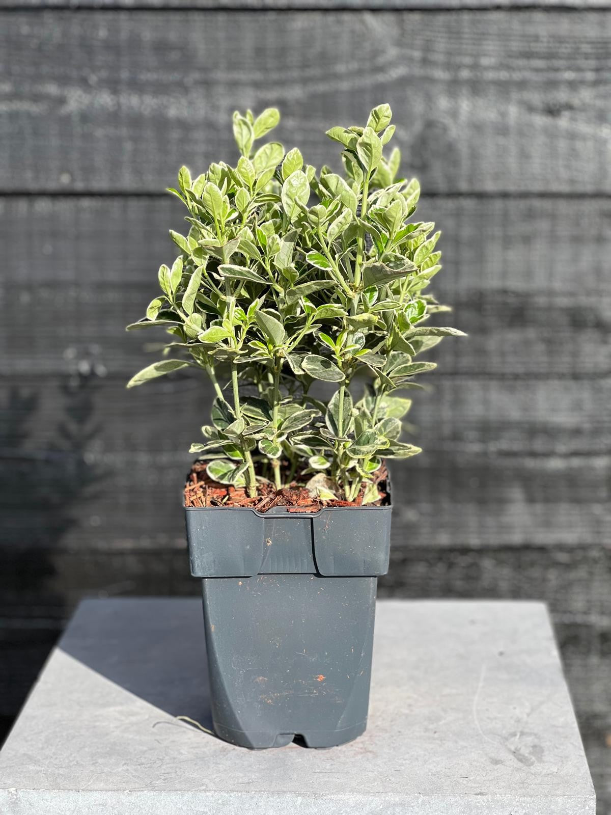 Euonymus Kathy 45cm 17cm Pot