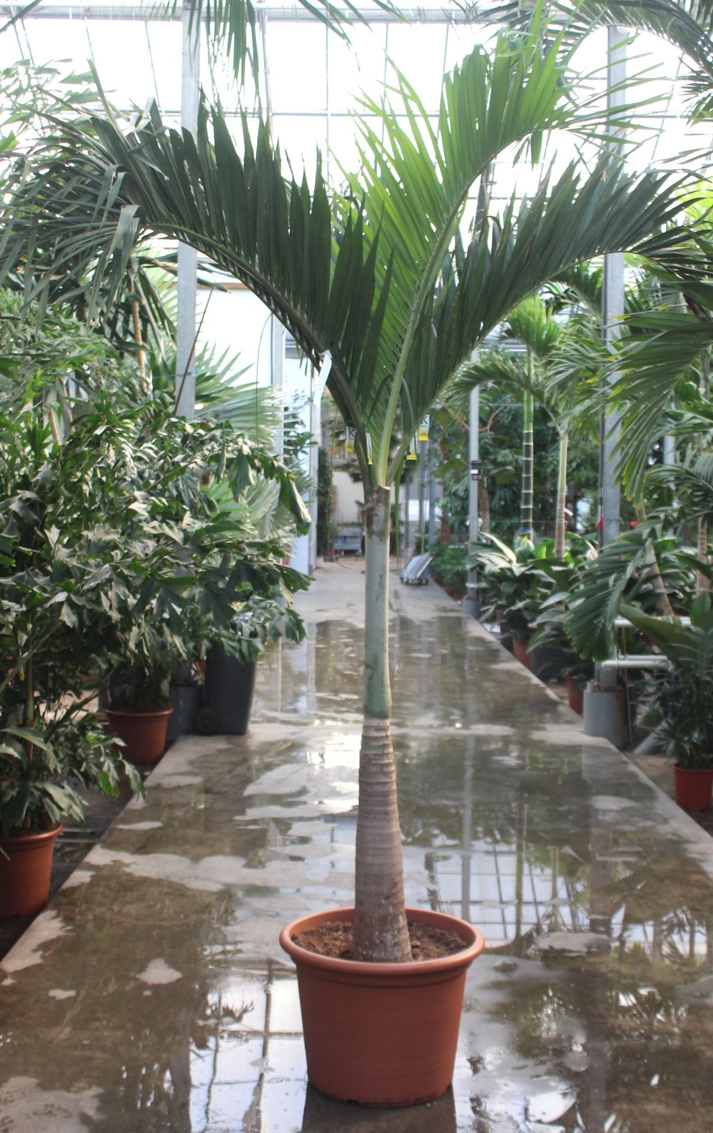 Carludovica palmata 300cm 60cm Pot