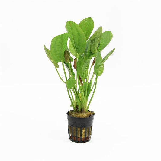 Vriesea Arden 10cm 5cm Pot