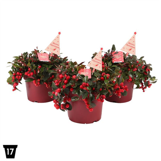 Gaultheria procumbens Big Berry 30cm 17cm Pot