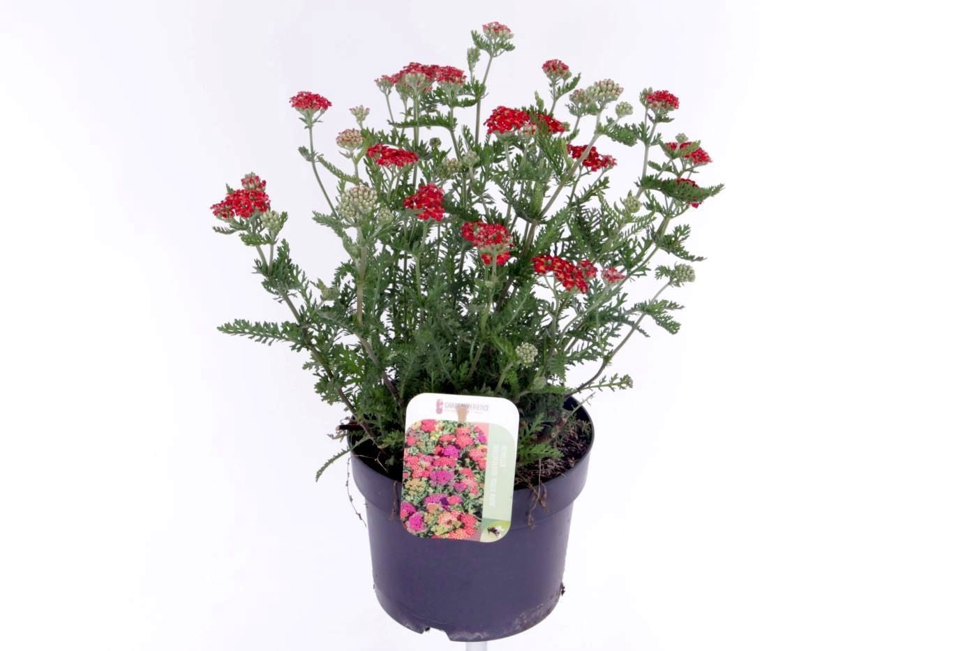 Achillea millefolium 40cm 17cm Pot
