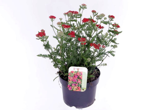 Achillea millefolium 40cm 17cm Pot
