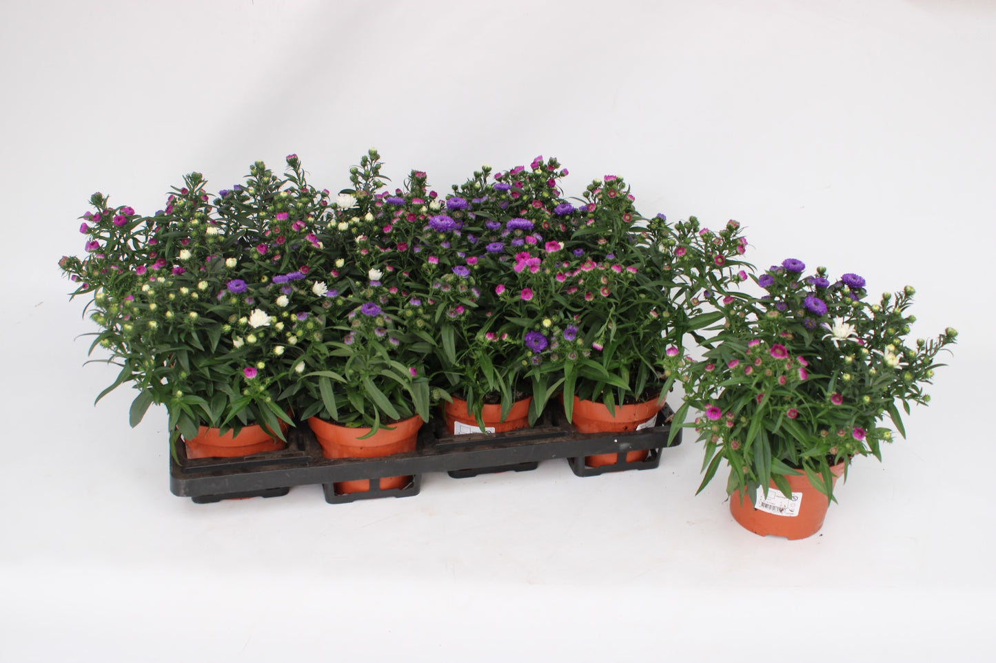 Aster nb. Showmaker trio 25cm 13cm Pot