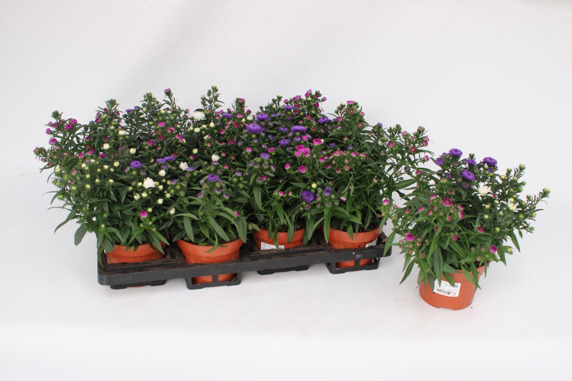 Aster nb. Showmaker trio 25cm 13cm Pot