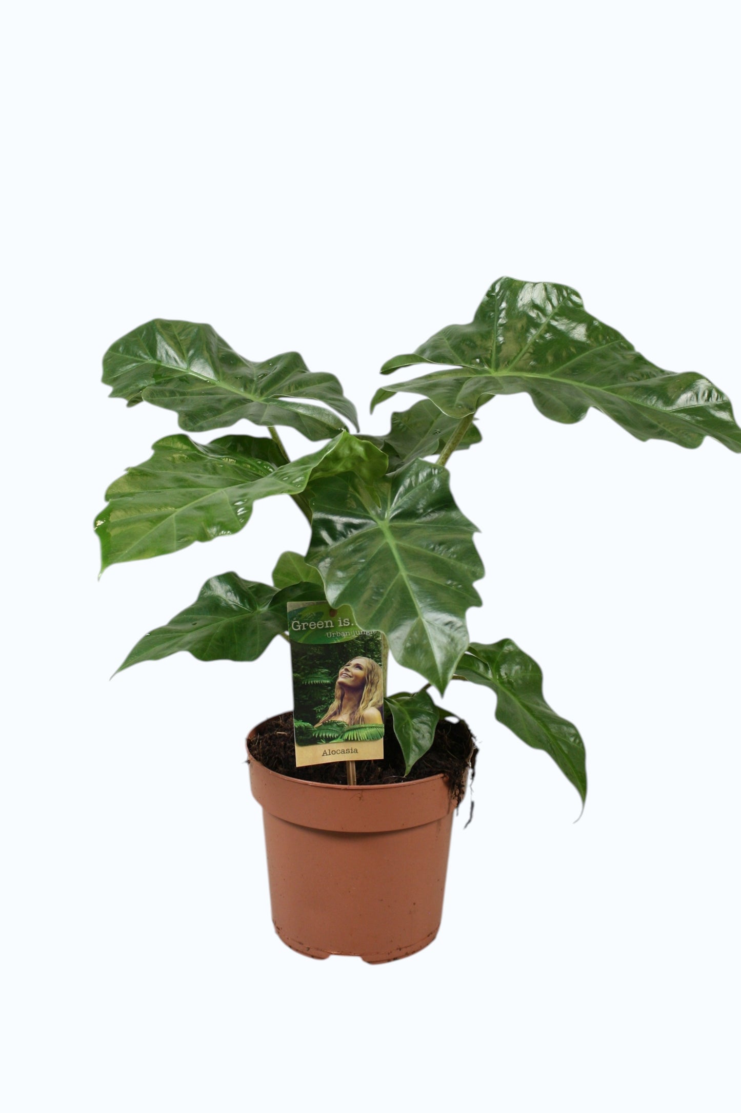 Vireo-Hedera plant BV Alocasia Low Rider Pack of 1