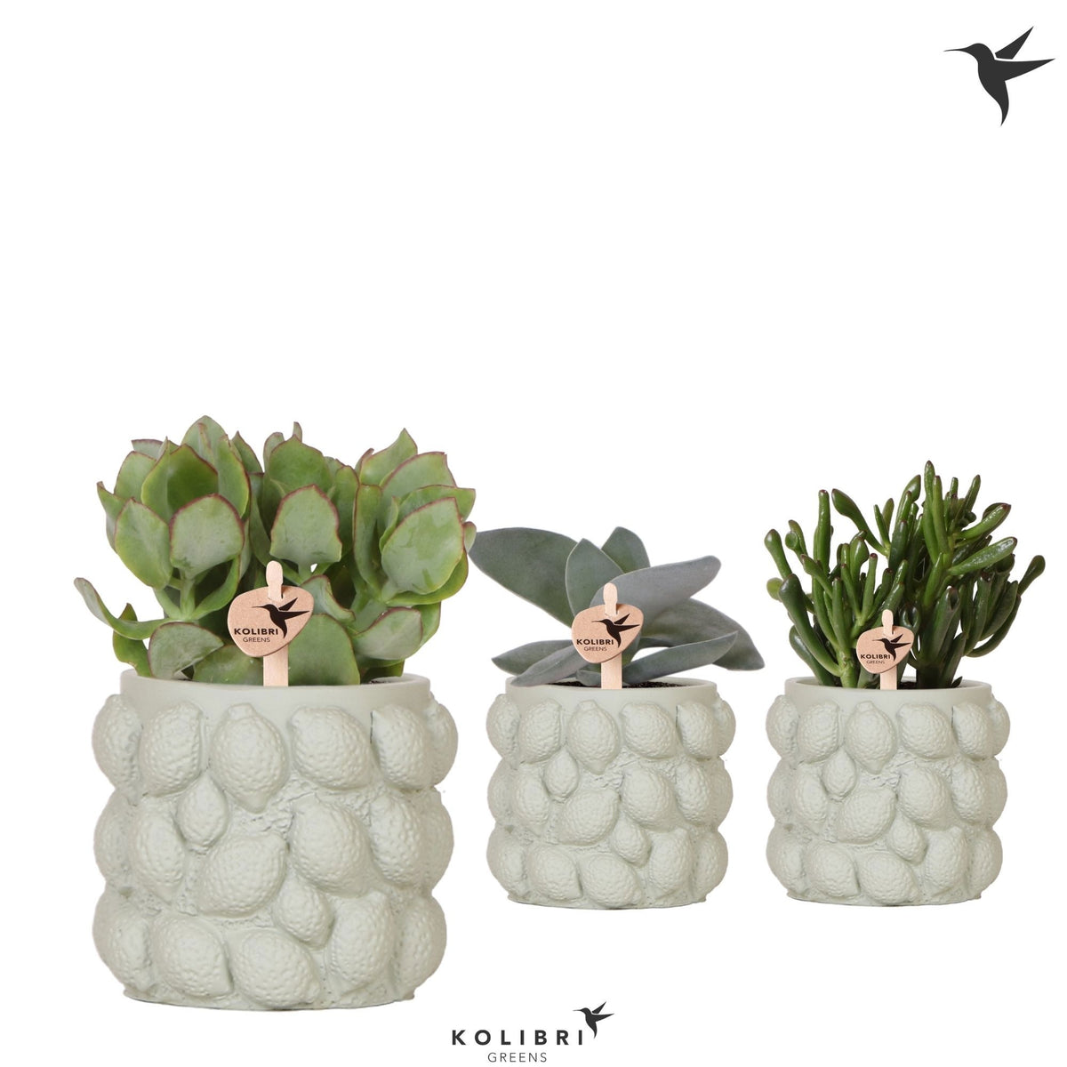 Succulent mix 20cm 9cm Pot
