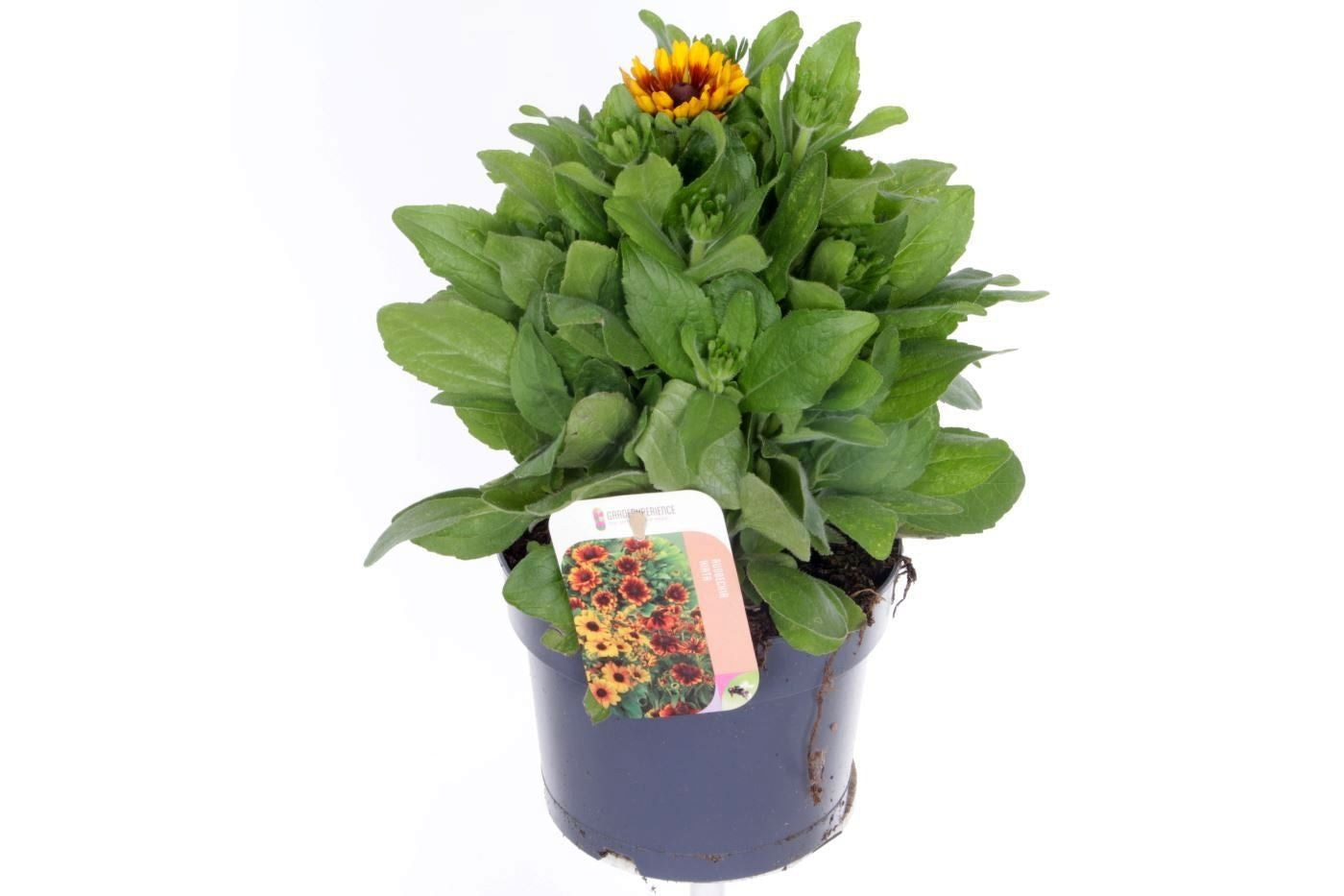Rudbeckia 35cm 17cm Pot