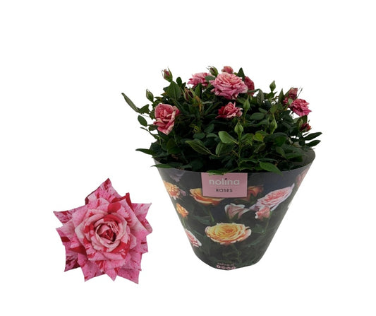 Nolina Kwekerijen Rosa Hit Ganna Pack of 2