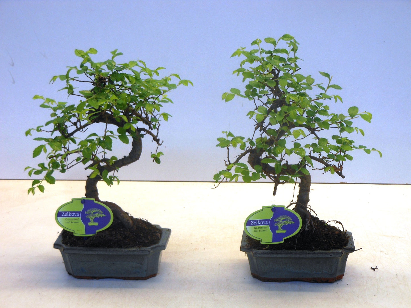 Zelkova sp. Bonsai 30cm 15cm Pot