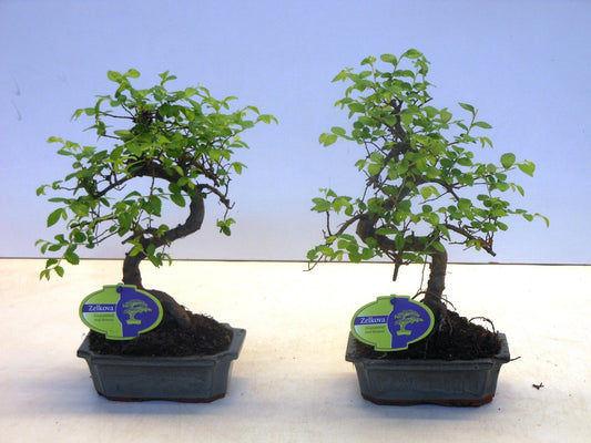 Zelkova sp. Bonsai 30cm 15cm Pot