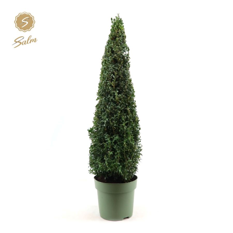 Salm, gebr. van der Buxus sempervirens Pyramid Pack of 17