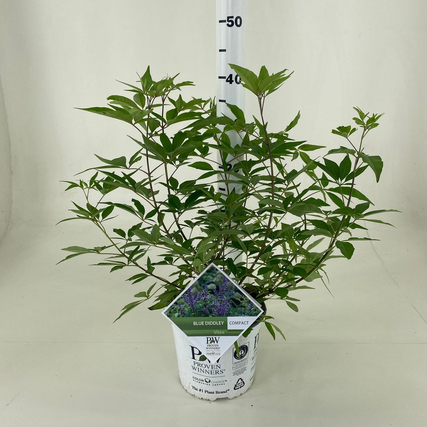 Leon van Lint B.V. Vitex agnus-castus Blue Diddley Pack of 1
