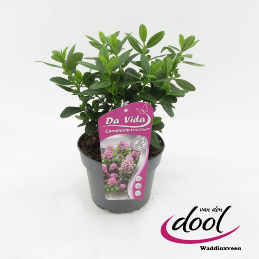 Escallonia Pink Elle 35cm 19cm Pot