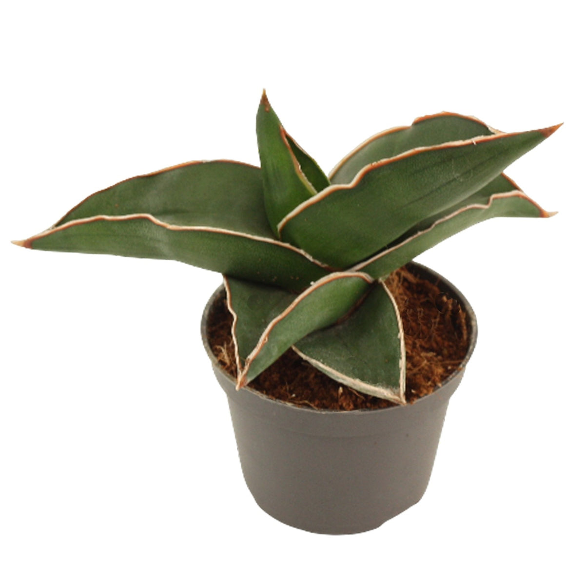 Sansevieria Samurai 14cm 6cm Pot