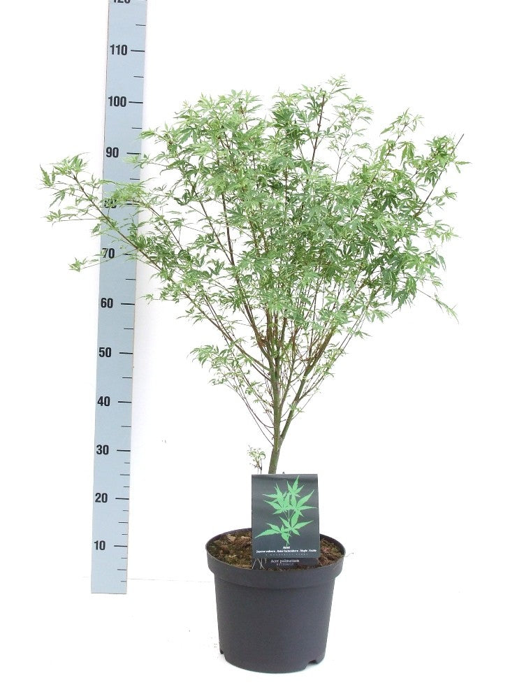 Acer Butterfly 80cm 26cm Pot