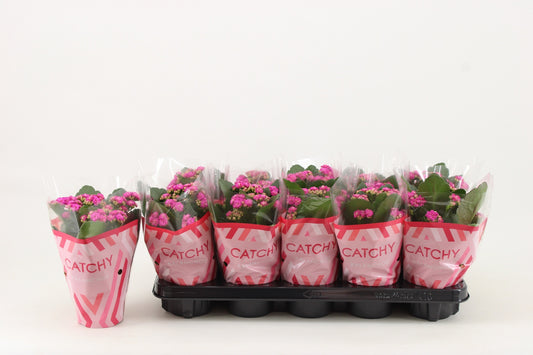 Kalanchoe Rosalina Geraldo Purple 23cm 510cm Pot