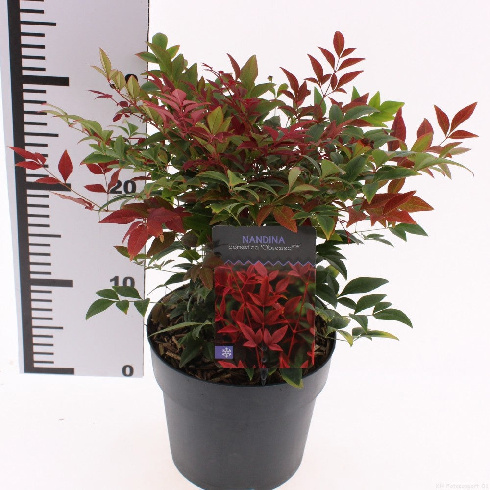 Nandina domestica Obsessed 30cm 17cm Pot