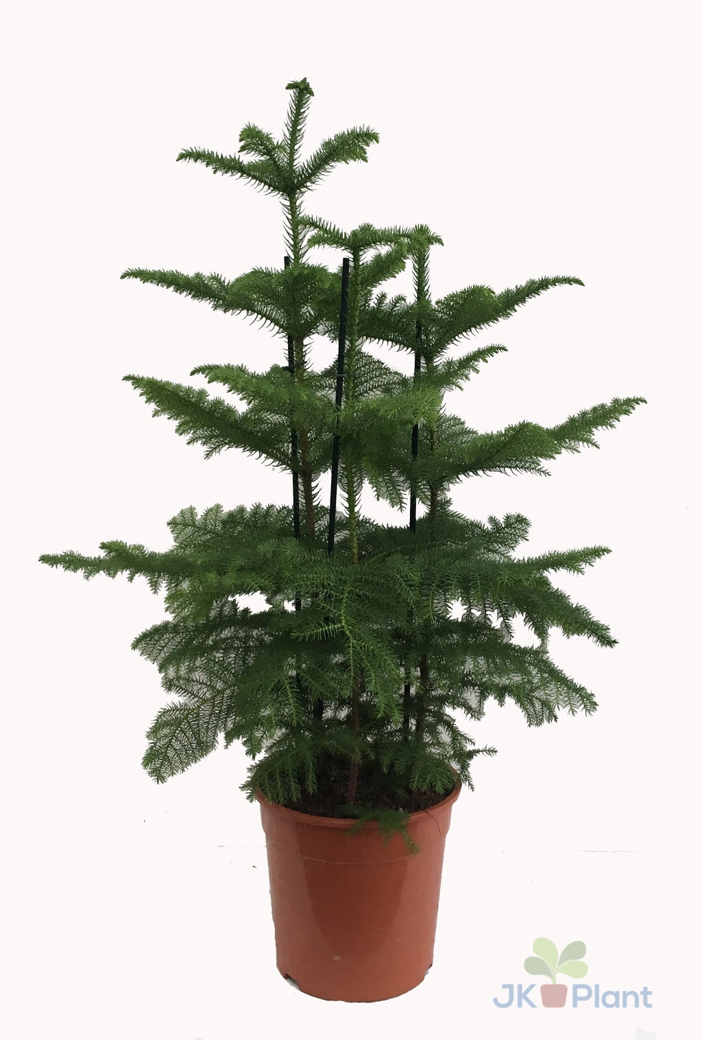 Araucaria heterophylla 110cm 27cm Pot