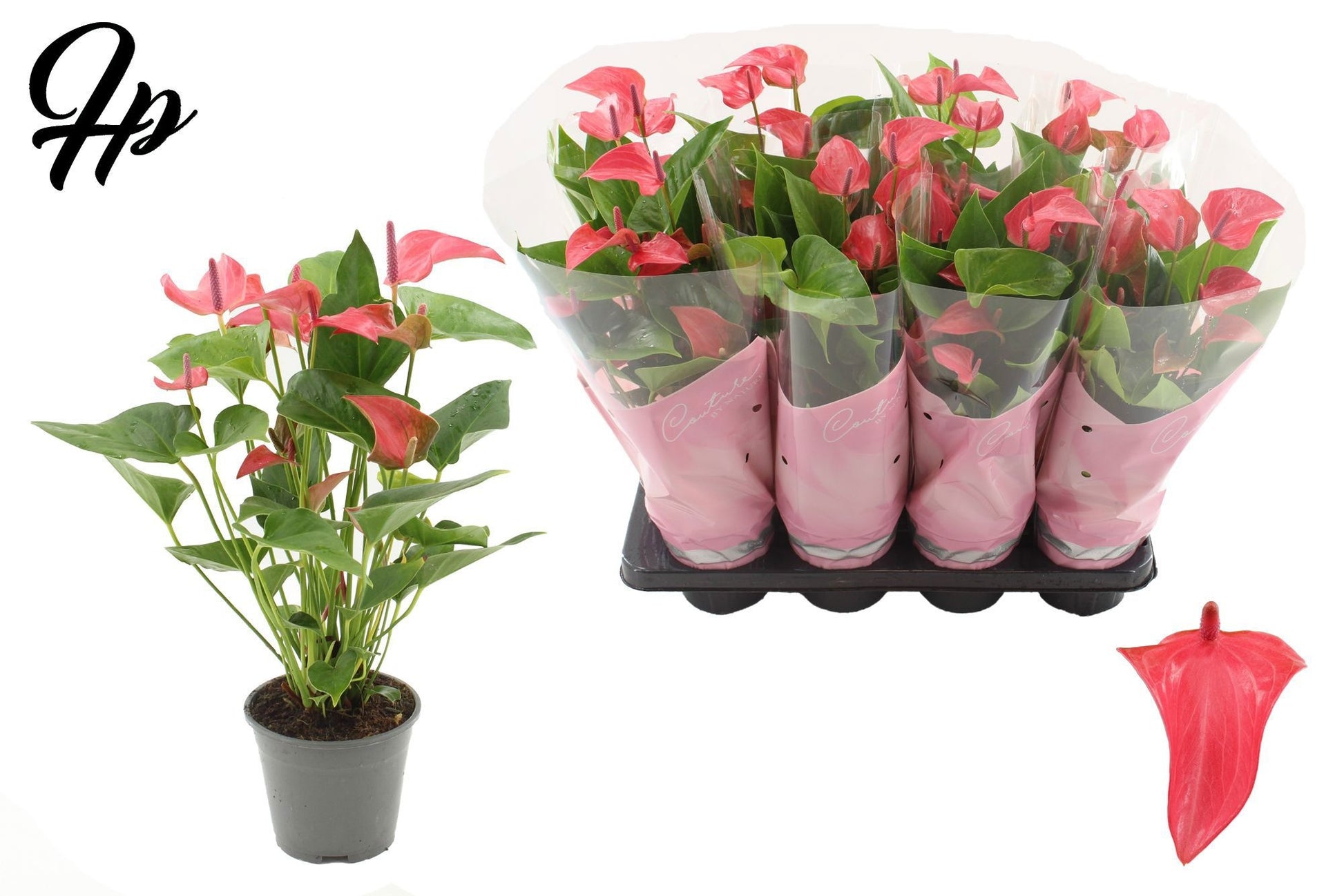anthurium-romantico-45cm-14cm-pot