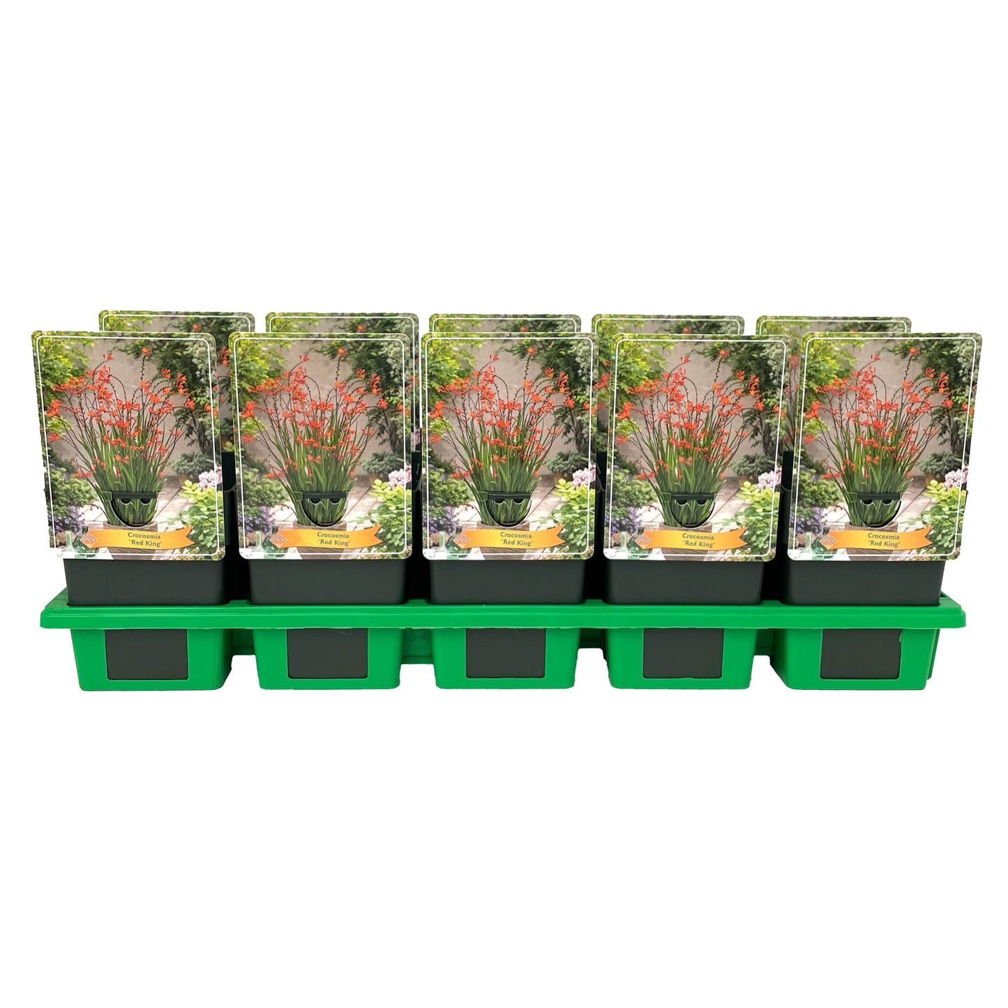 Crocosmia mix 25cm 11cm Pot