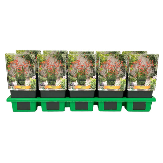 Crocosmia mix 25cm 11cm Pot