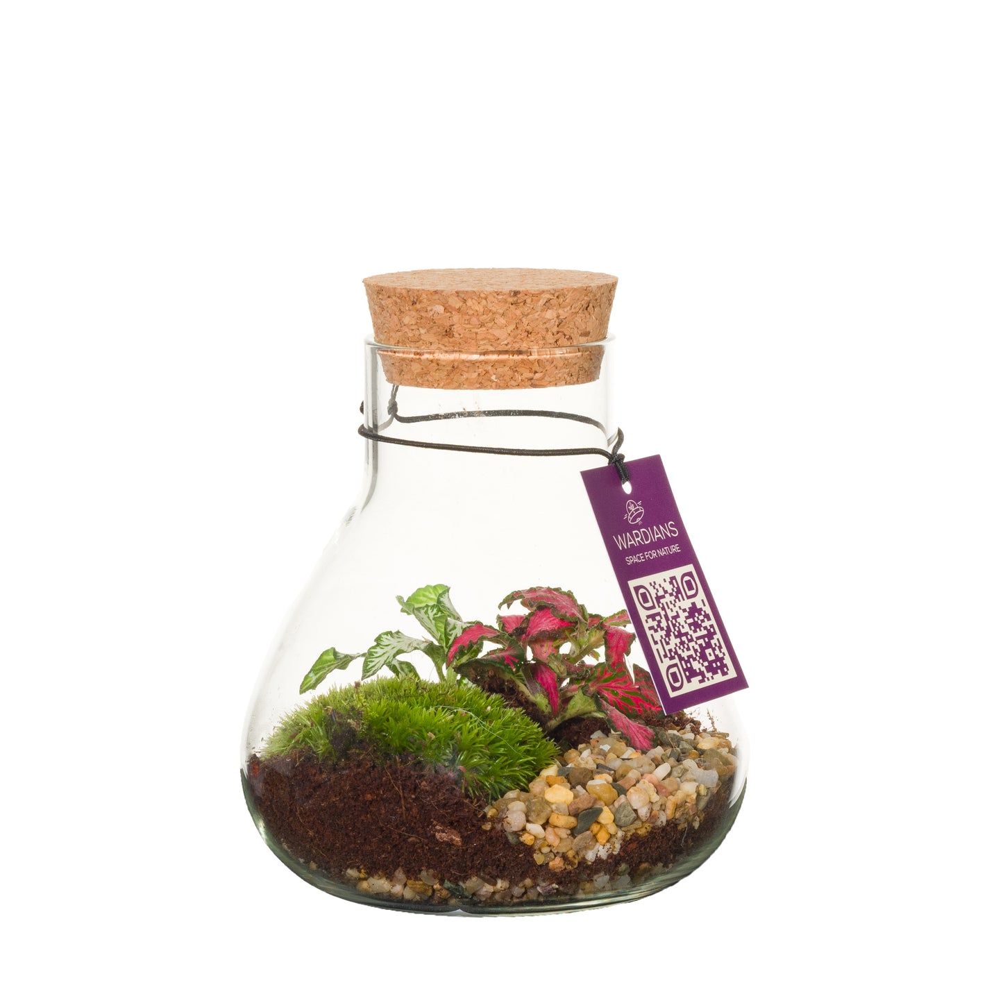 Wardians arr. Terrarium Pack of 5