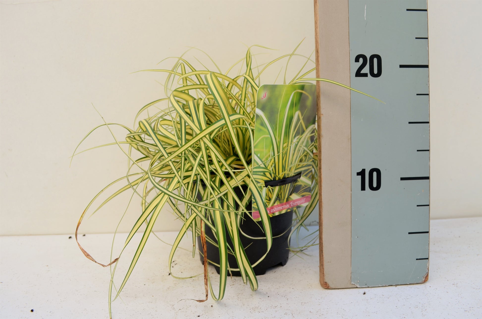 Roessel Tuinpl. VOF, B. v. Carex hach. Evergold Pack of 8
