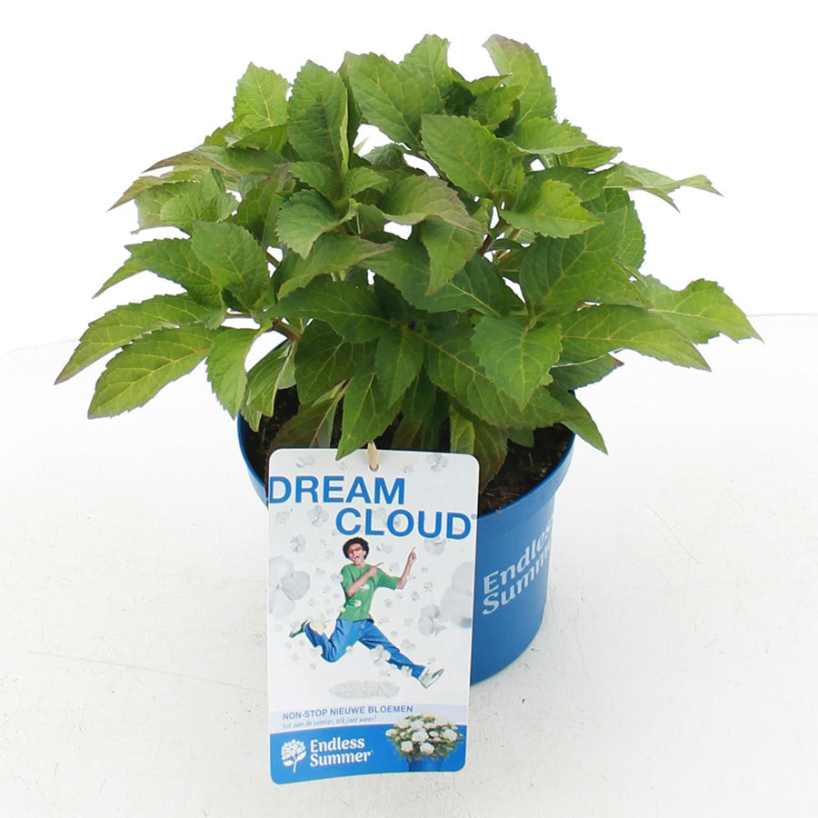 Hydrangea Endless Summer 35cm 20cm Pot