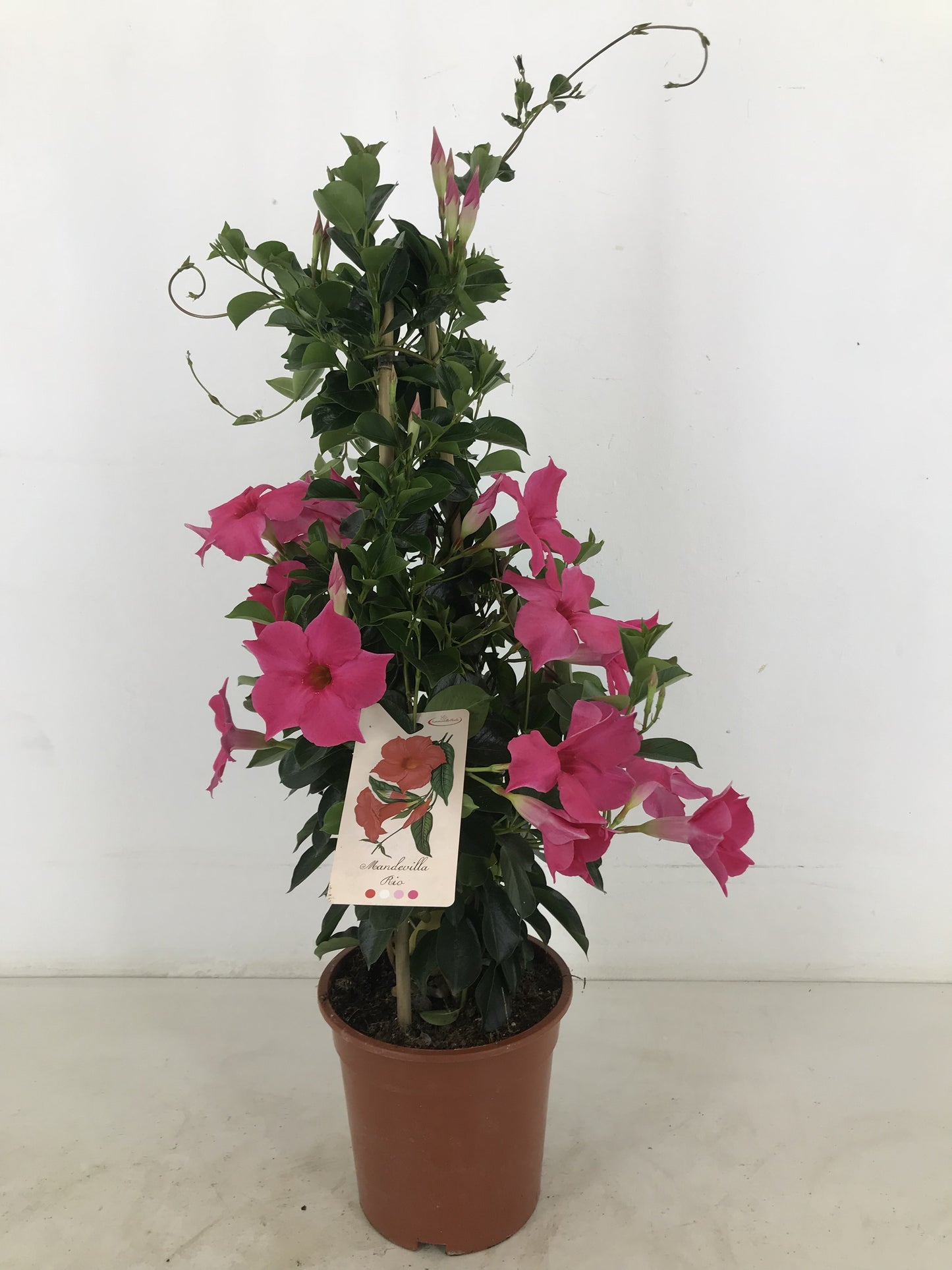 Mandevilla Rio Elegant Coral Pink 70cm 19cm Pot