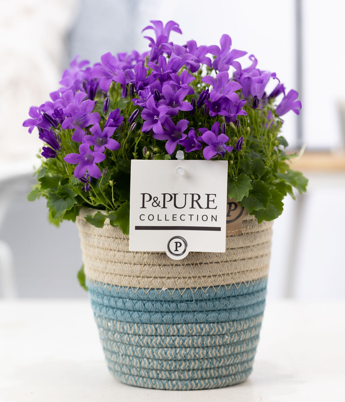 Campanula Porto 22cm 14cm Pot
