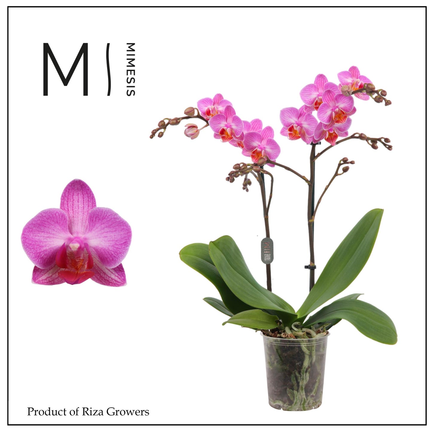 Riza Ter Laak Orchios Phalaenopsis mf. Stuttgart Pack of 12